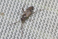 Cremnocephalus alpestris