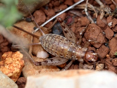 Gryllomorpha longicauda
