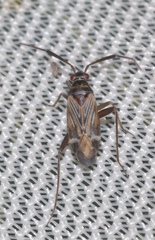 Cremnocephalus alpestris