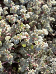 Tidestromia suffruticosa