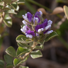 Psoralea fruticans