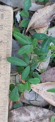 Glycine tabacina