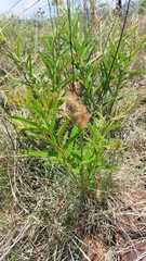 Triumfetta welwitschii