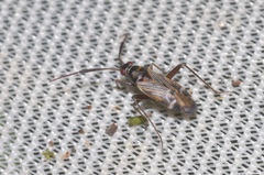 Cremnocephalus alpestris