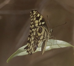 Papilio erithonioides