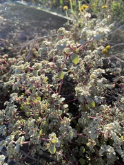 Tidestromia suffruticosa