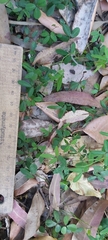 Glycine tabacina