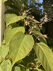 Reynoutria japonica