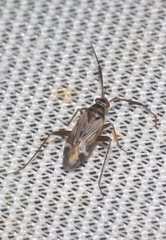 Cremnocephalus alpestris