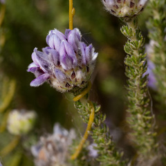 Aspalathus globulosa
