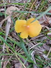 Hygrocybe acutoconica