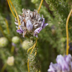 Aspalathus globulosa