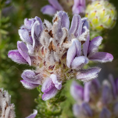 Aspalathus globulosa