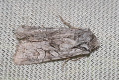 Lasionycta proxima