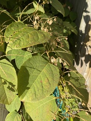 Reynoutria japonica
