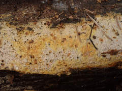 Mycoacia aurea