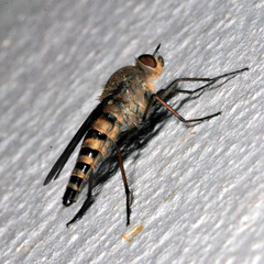 Therevidae
