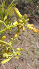 Triumfetta welwitschii