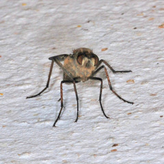 Therevidae