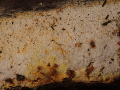 Mycoacia aurea