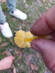 Hygrocybe acutoconica