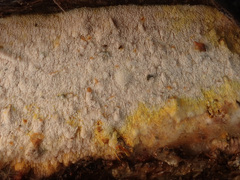 Mycoacia aurea