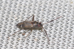 Cremnocephalus alpestris