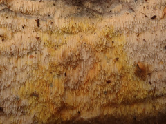 Mycoacia aurea