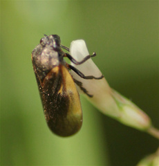 Aeneolamia flavilatera