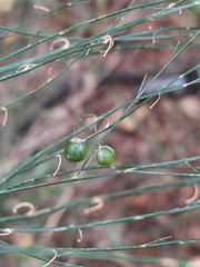Asparagus virgatus
