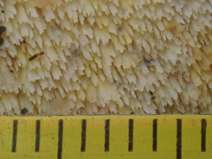 Mycoacia aurea