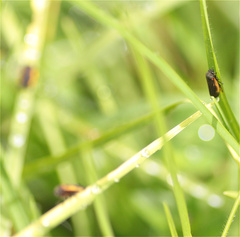 Aeneolamia flavilatera
