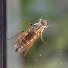 Thereva cincta