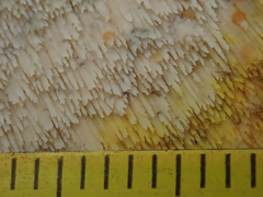 Mycoacia aurea