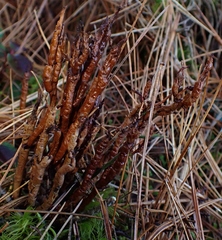 Calyptospora columnaris