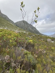 Thesium euphorbioides