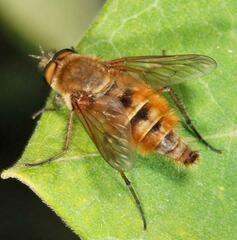 Thereva aurata