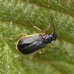 Paratriarius