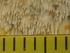 Mycoacia aurea