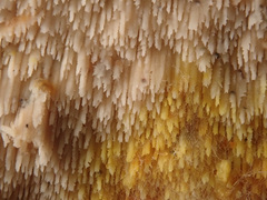 Mycoacia aurea