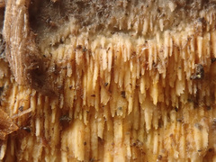 Mycoacia aurea