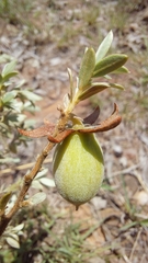 Diospyros lycioides nitens
