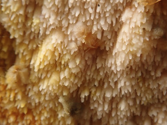 Mycoacia aurea