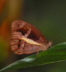 Posttaygetis penelea