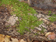 Mycoacia aurea
