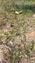 Diospyros lycioides nitens