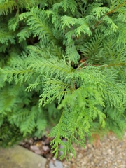 Chamaecyparis