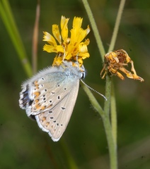 Plebejus idas