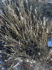 Bothriochloa barbinodis