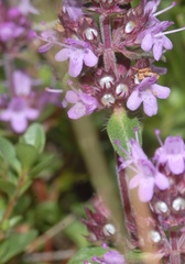 Thymus longicaulis